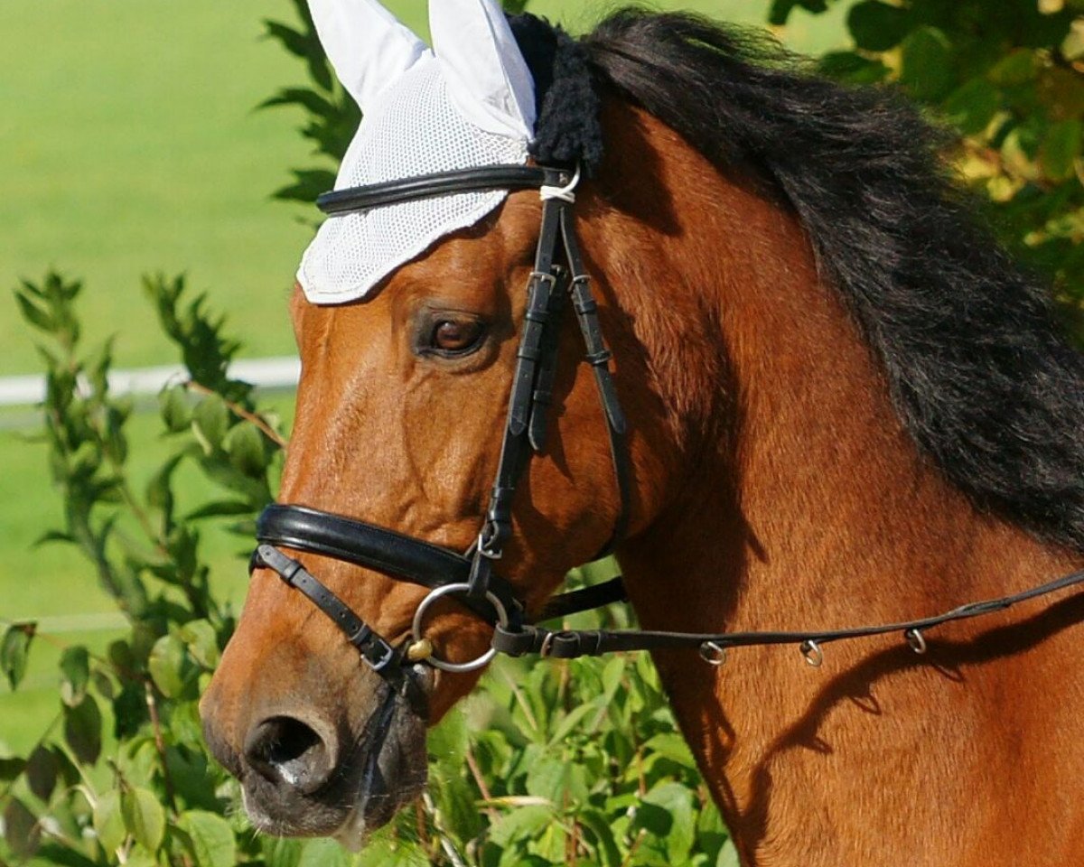 Springpferd Lacaruna (Zweibrücker, 1994, von Landherr)
