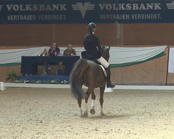 FEI Reitturnier Wiener Neustadt (AUT) 2019