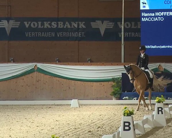 FEI Reitturnier Wiener Neustadt (AUT) 2019
