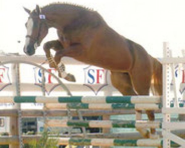 broodmare Qualiope des Orcets (Selle Français, 2004, from Le Tot de Semilly)