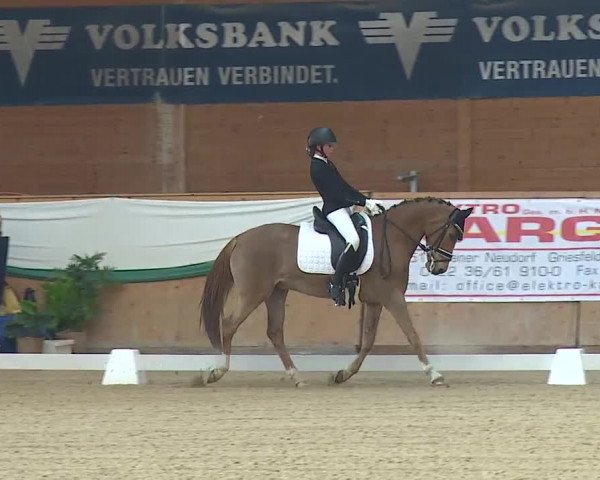 FEI Reitturnier Wiener Neustadt (AUT) 2019