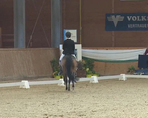FEI Reitturnier Wiener Neustadt (AUT) 2019