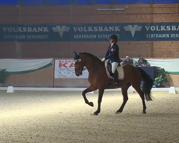 FEI Reitturnier Wiener Neustadt (AUT) 2019