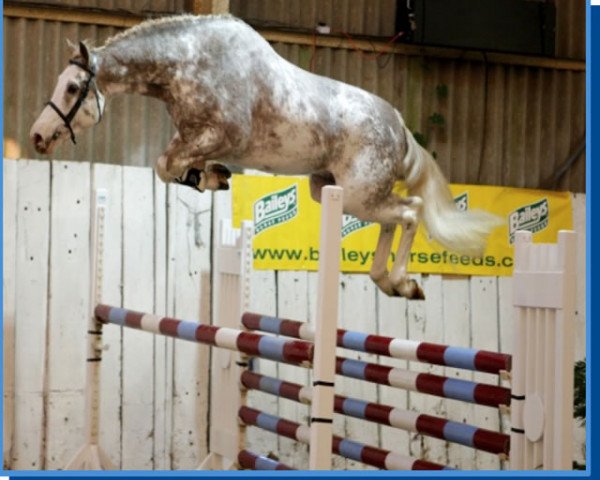 stallion Adagio II (KWPN (Royal Dutch Sporthorse), 2005, from Indoctro)