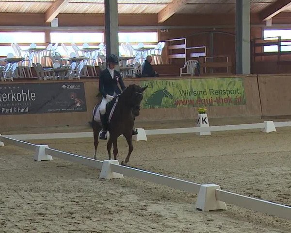 FEI Reitturnier Wiener Neustadt (AUT) 2019