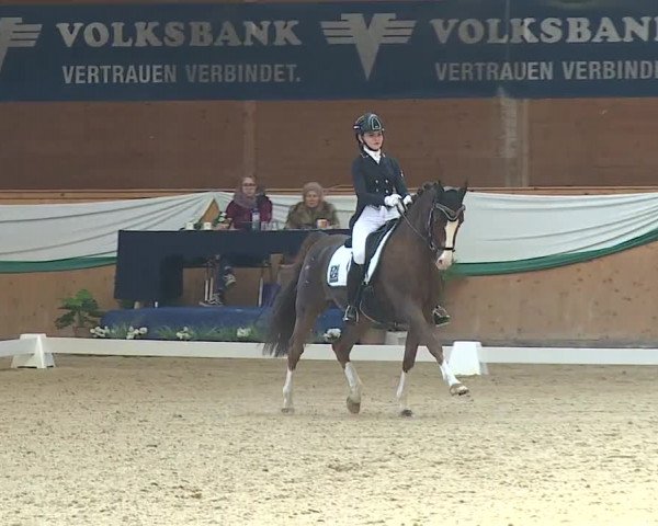 FEI Reitturnier Wiener Neustadt (AUT) 2019