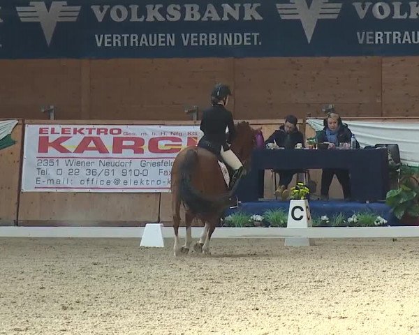 FEI Reitturnier Wiener Neustadt (AUT) 2019