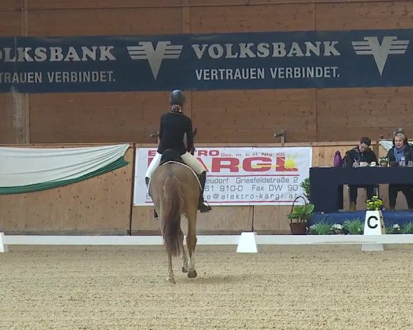 FEI Reitturnier Wiener Neustadt (AUT) 2019