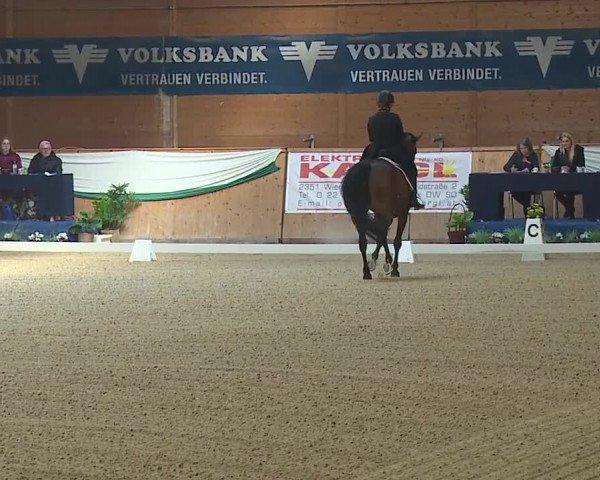FEI Reitturnier Wiener Neustadt (AUT) 2019