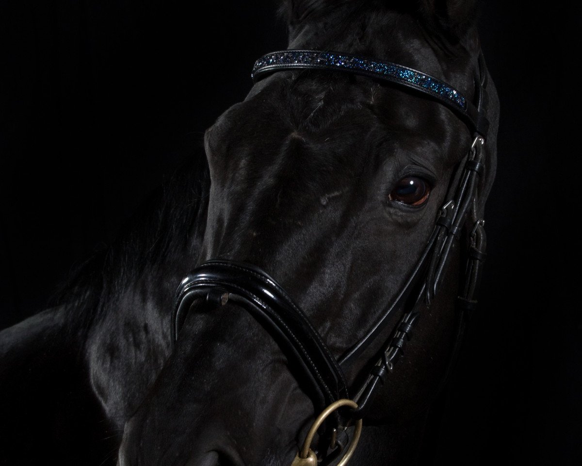 horse Sanssouci 88 (Hessian Warmblood, 1997, from Sandrissimo)