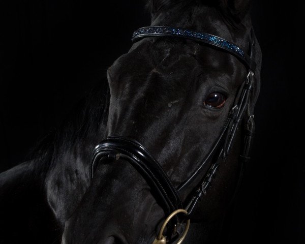 horse Sanssouci 88 (Hessian Warmblood, 1997, from Sandrissimo)