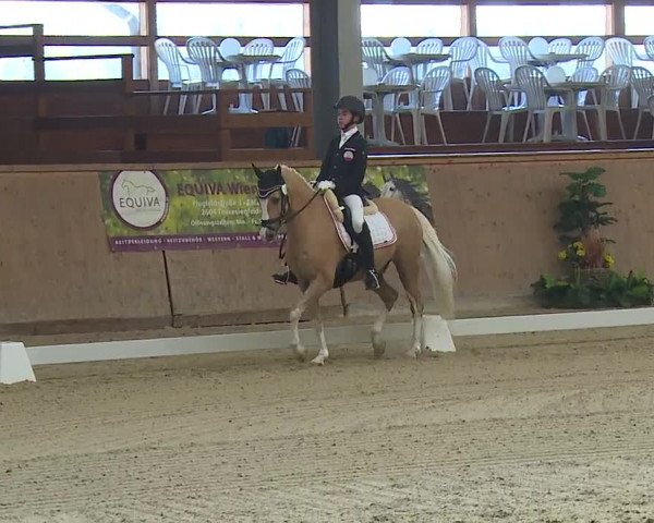 FEI Reitturnier Wiener Neustadt (AUT) 2019