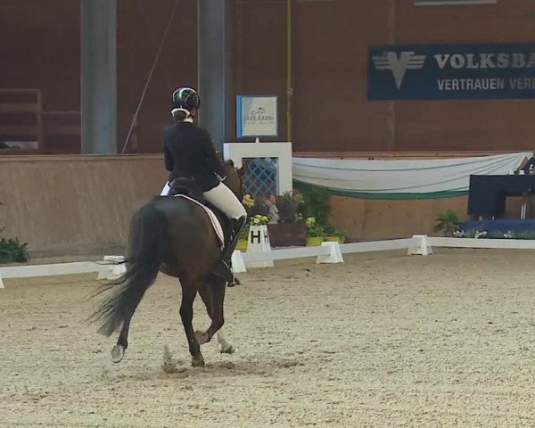 FEI Reitturnier Wiener Neustadt (AUT) 2019