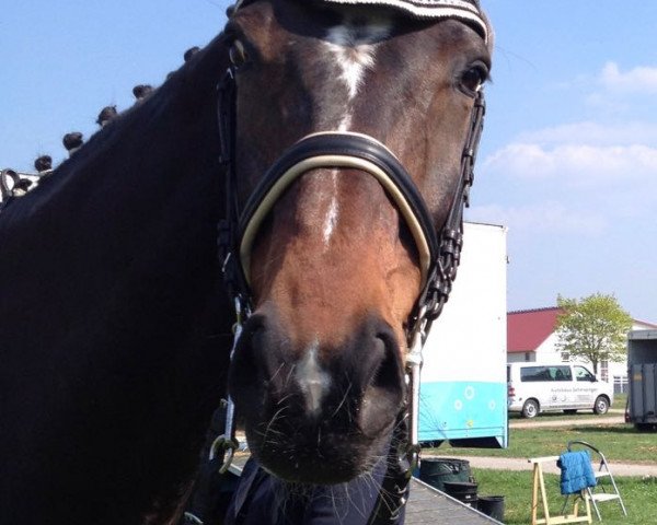 dressage horse Darjeeling D (Bavarian, 2005, from Donnerball)