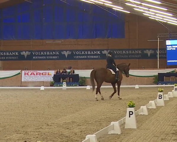 FEI Reitturnier Wiener Neustadt (AUT) 2019