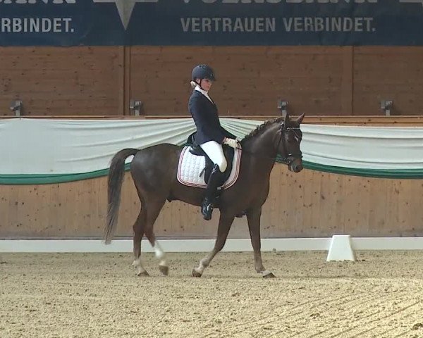 FEI Reitturnier Wiener Neustadt (AUT) 2019