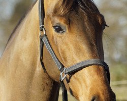 Cavallo da Dressage Flying Fred 2 (Westfale, 2012, di Feedback 16)