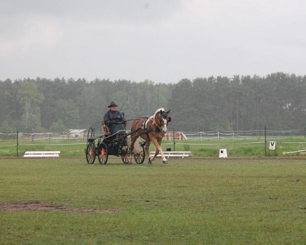 stallion No Limit (4,69% ox) (Edelbluthaflinger, 2001, from Nebos I (3,125% ox)) stallion No Limit (4,69% ox) (Edelbluthaflinger, 2001, from Nebos I (3,125% ox))