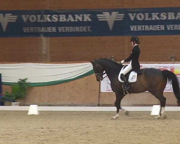 FEI Reitturnier Wiener Neustadt (AUT) 2019