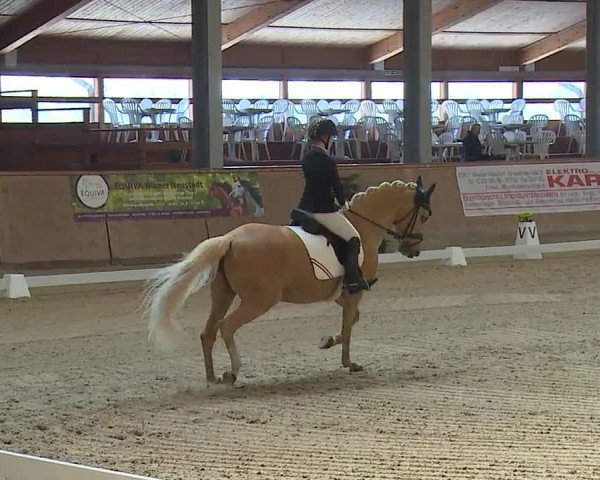 FEI Reitturnier Wiener Neustadt (AUT) 2019
