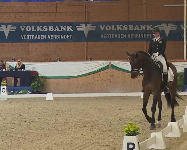 FEI Reitturnier Wiener Neustadt (AUT) 2019