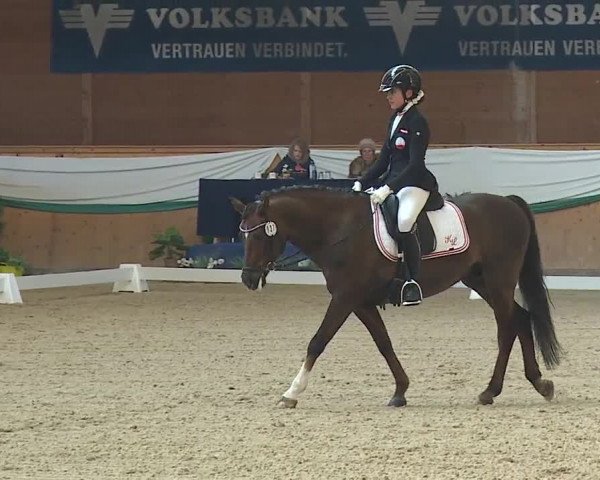FEI Reitturnier Wiener Neustadt (AUT) 2019
