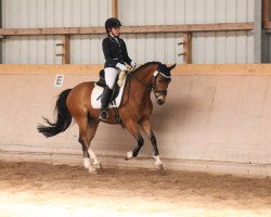 dressage horse Mr. Sunshine 5 (Pony without race description, 2007)