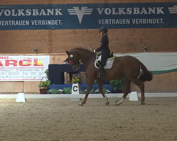FEI Reitturnier Wiener Neustadt (AUT) 2019