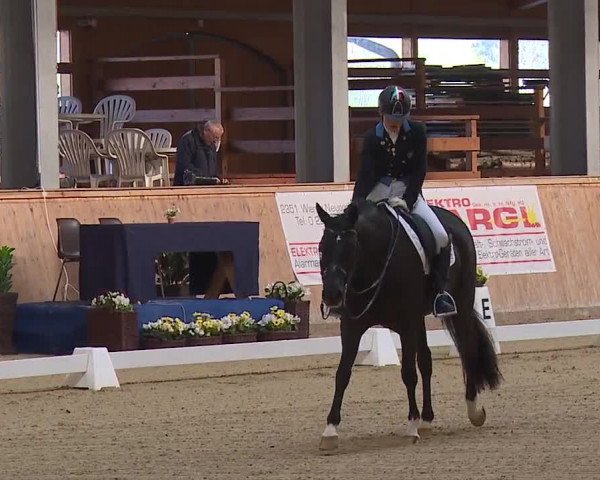 FEI Reitturnier Wiener Neustadt (AUT) 2019
