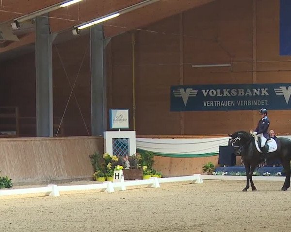 FEI Reitturnier Wiener Neustadt (AUT) 2019