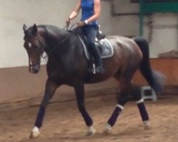 dressage horse Deelight 2 (Westphalian, 2003, from Der Classiker)