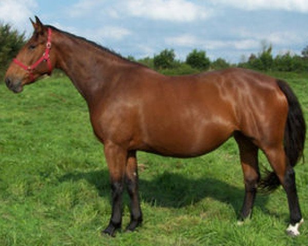 Yegua de cría Oree du Heup (Selle Français, 2002, de Kannan)