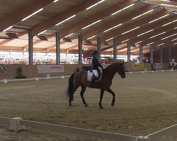 FEI Reitturnier Wiener Neustadt (AUT) 2019