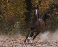 broodmare Cadermie (Zangersheide riding horse, 2007, from Pkz Contact van de Heffinck)