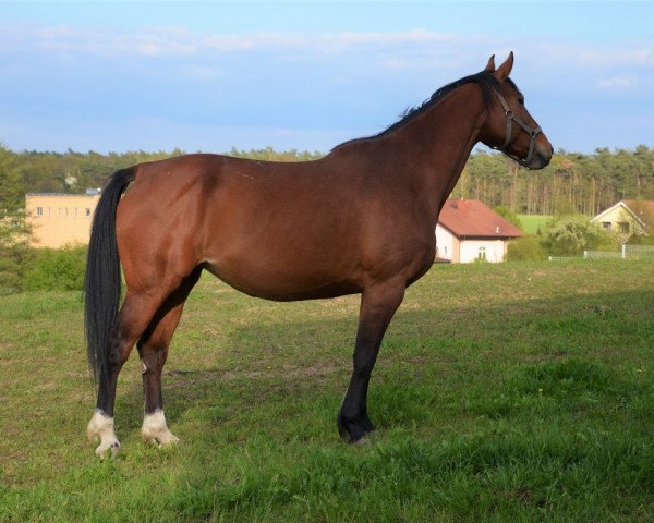 jumper Corry 32 (Westphalian, 2010, from Carell)