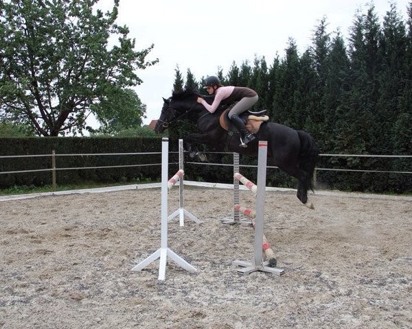 horse Blind Date J (German Riding Pony, 2007, from Boyfriend)