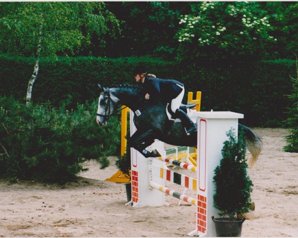 Pferd Sir Herman (Holsteiner, 1995, von Sir Henri)