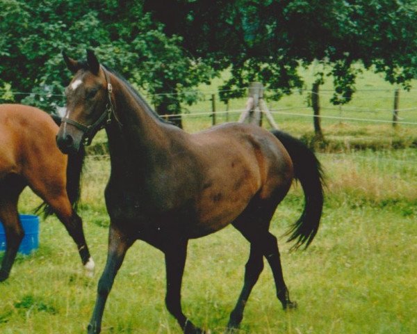 Pferd Ravenna (Rheinländer, 1999, von Rocket Star)