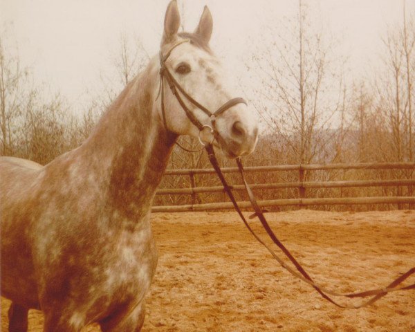horse Golden Gate 33 (Rhinelander, 1980, from Goldcup)