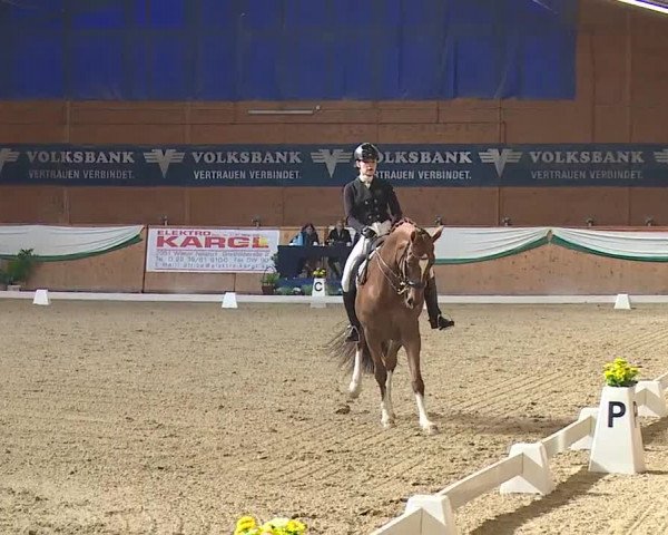 FEI Reitturnier Wiener Neustadt (AUT) 2019