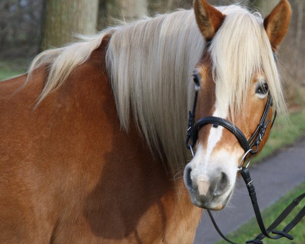 Zuchtstute Almfee (6,25% ox) (Edelbluthaflinger, 1997, von Nobody (4,69% ox))