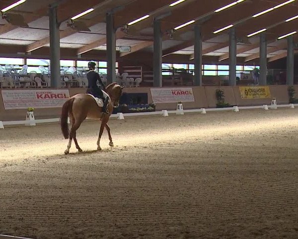 FEI Reitturnier Wiener Neustadt (AUT) 2019