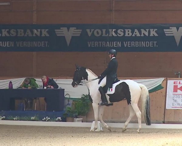 FEI Reitturnier Wiener Neustadt (AUT) 2019