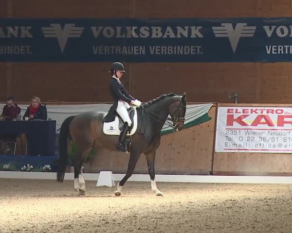 FEI Reitturnier Wiener Neustadt (AUT) 2019