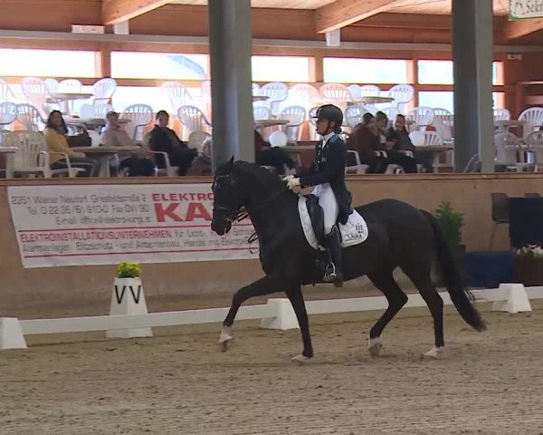 FEI Reitturnier Wiener Neustadt (AUT) 2019