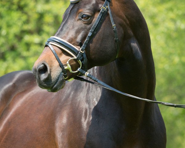 stallion Lacassini (Rhinelander, 1998, from Lanciano) stallion Lacassini (Rhinelander, 1998, from Lanciano)