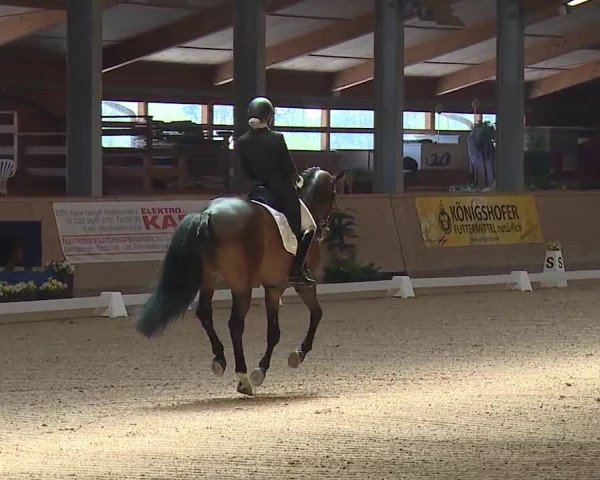 FEI Reitturnier Wiener Neustadt (AUT) 2019