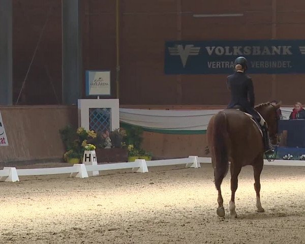 FEI Reitturnier Wiener Neustadt (AUT) 2019