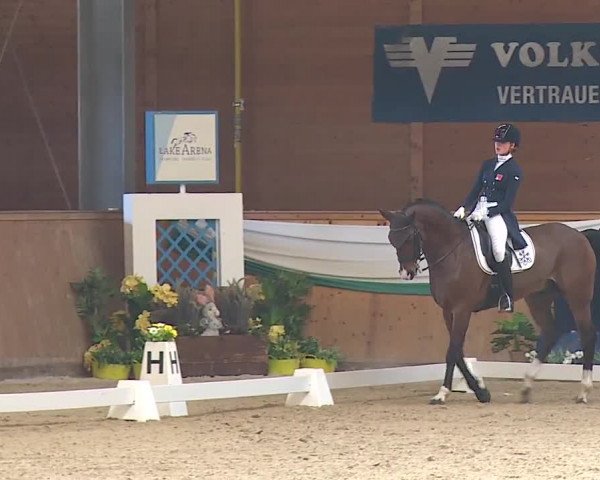 FEI Reitturnier Wiener Neustadt (AUT) 2019