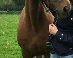 broodmare Kamtchatka (Selle Français, 1998, from Le Tot de Semilly)